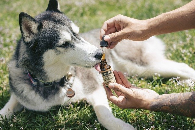 CBD für den Hund